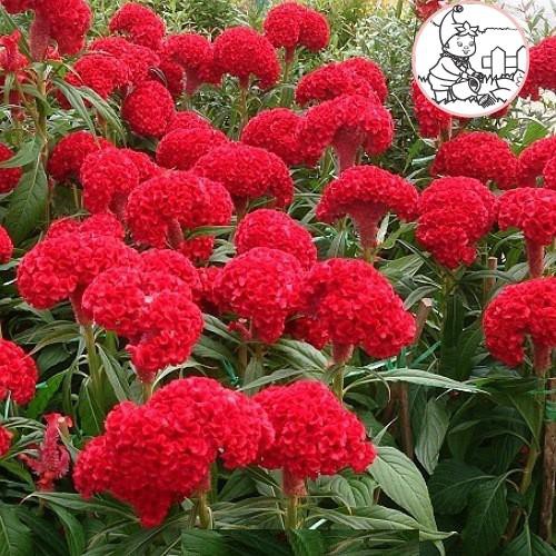 Hạt Hoa Mồng gà Búa cao màu hồng nhung - Gói 0,3 gram