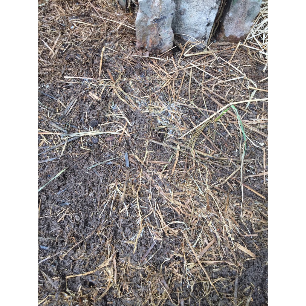 Thuốc ra rễ HUMIC 100 ISRAEL