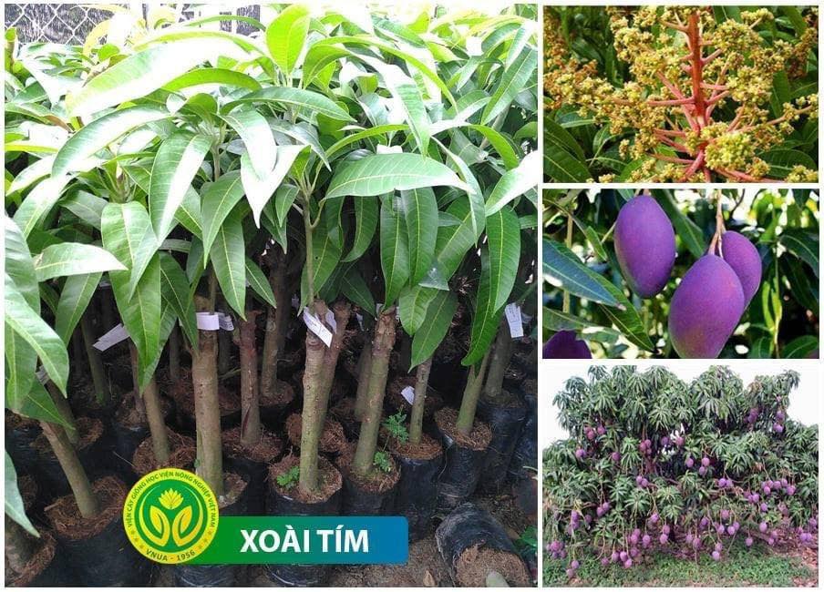 CÂY GIỐNG XOÀI TÍM THÁI CAO SẢN.