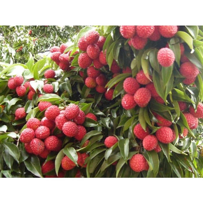 cây giống vải không hạt(CÂY GIỐNG NGỌC HIẾU)
