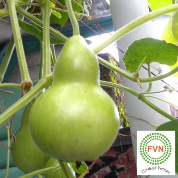 Hạt giống bầu hồ lô F1