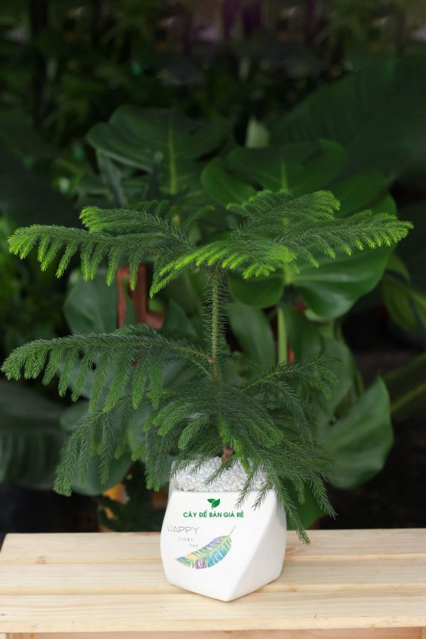 Cây Tùng Kim - Cây cảnh mini để bàn
