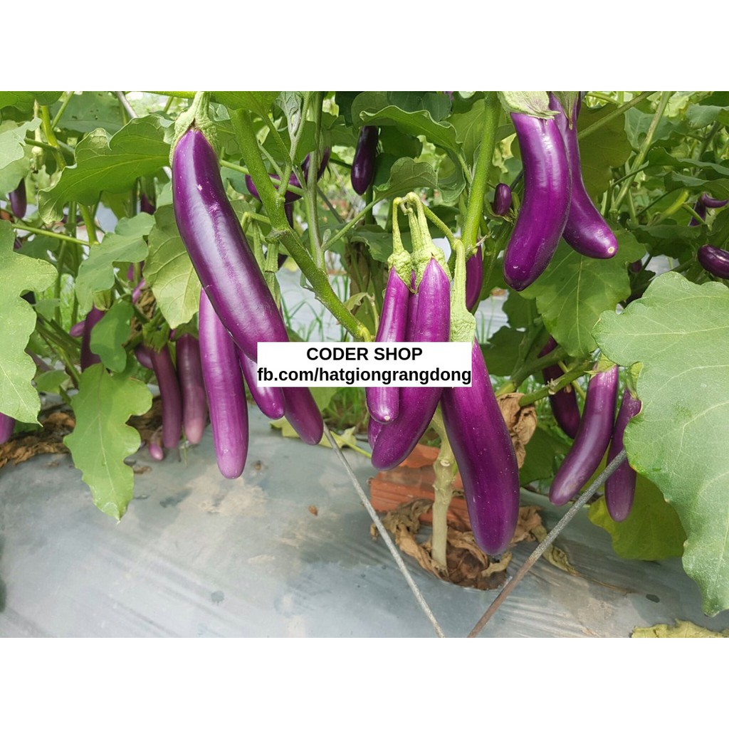 Hạt Giống Cà Tím Rạng Đông 2.5Gram