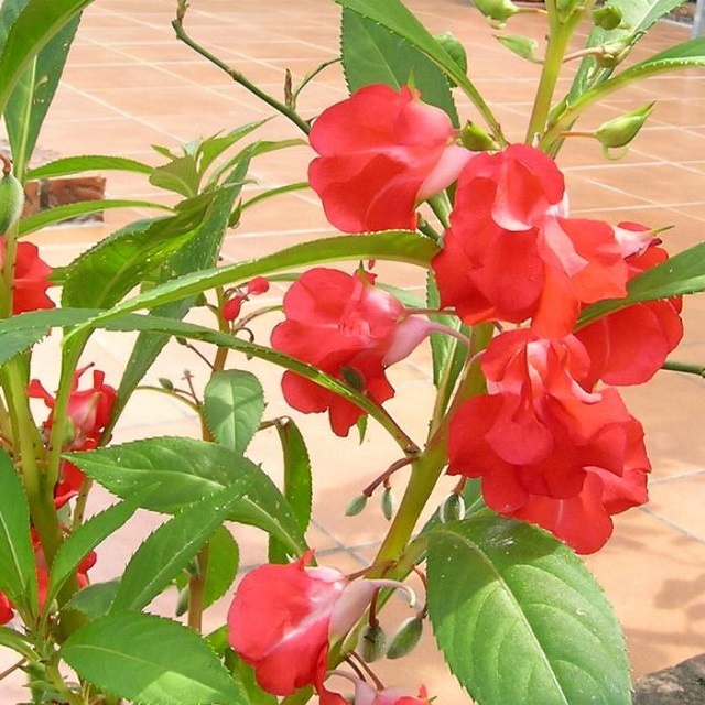 Hạt giống hoa móng tay mix màu-gói 50 hạt