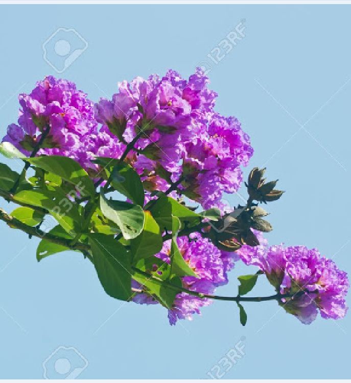 Hạt Giống Hoa Bằng Lăng Tím - ( 30 hạt/gói )