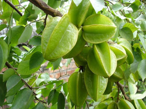 CÂY KHẾ NHẬT MINI GỐC QUÁI