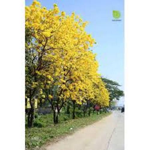 combo 2 cây giống phong linh