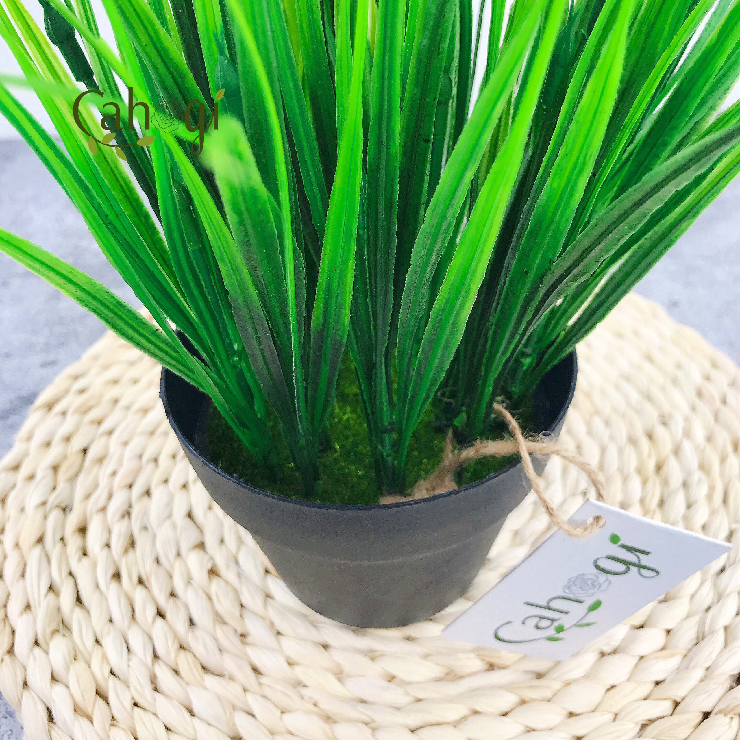 Chậu Cây Giả Chậu Lúa Mạ Non Cắm Sẵn