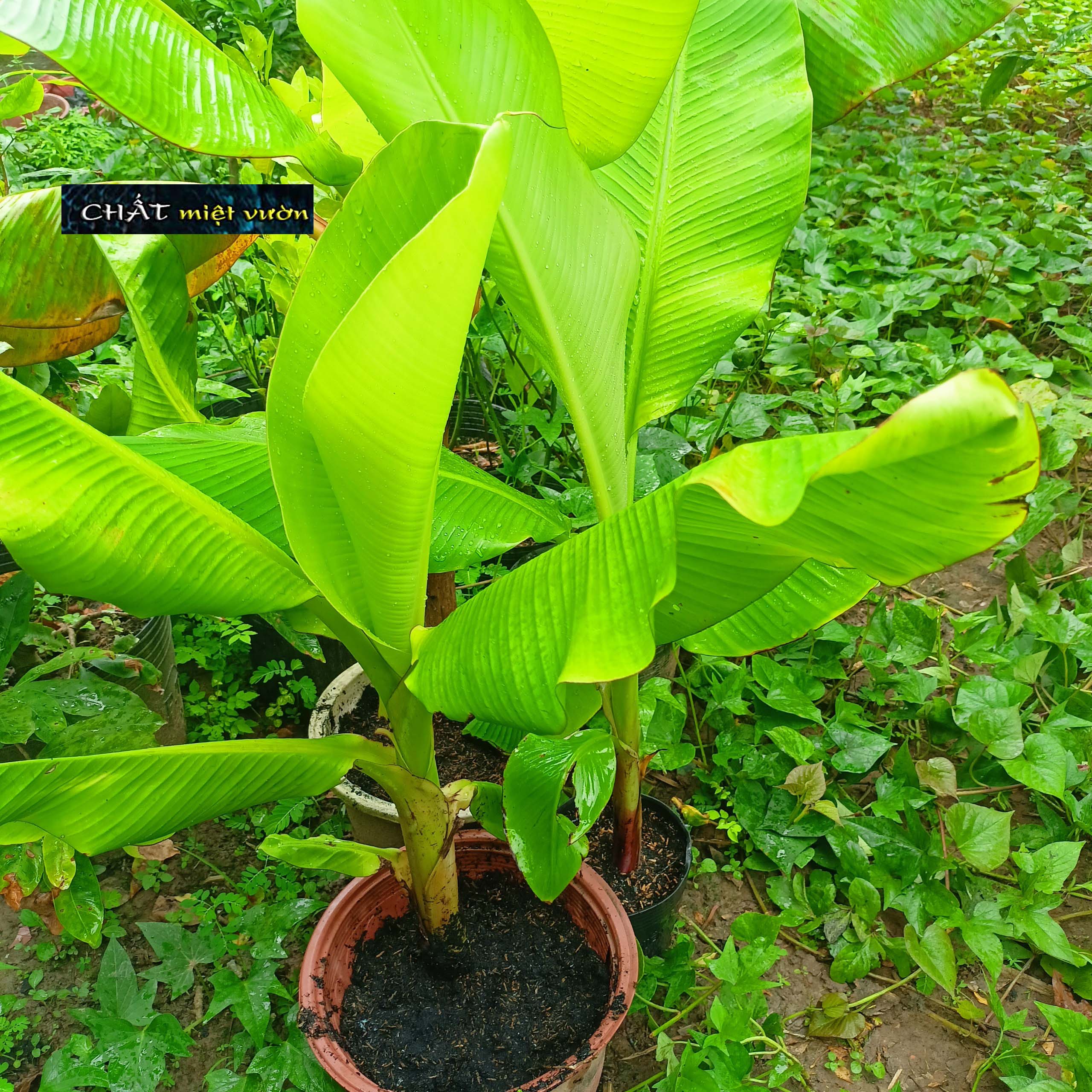 Chuối cau giống siêu trái (cây cao 30-60cm)