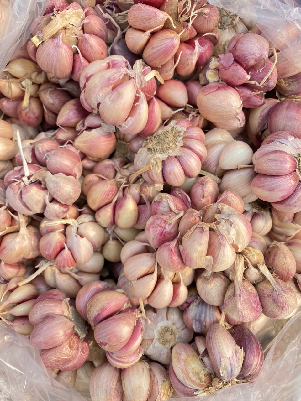 tỏi tím đà lạt loại 1
