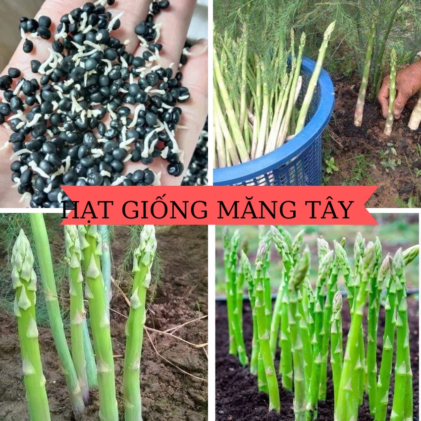 Hạt giống Măng Tây xanh-gói 20 hạt(tặng kèm phân bón)