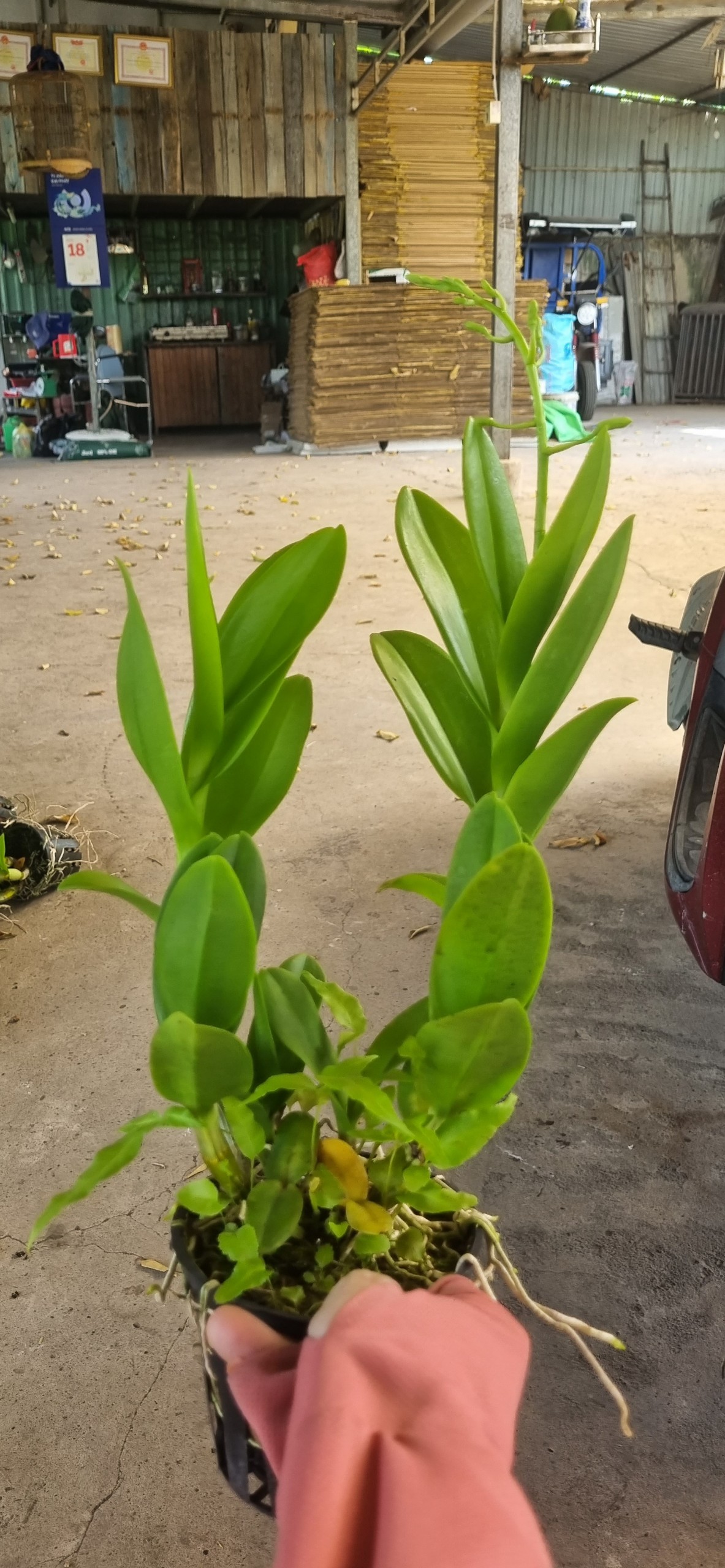 Hoa lan chan chao nâu xưa