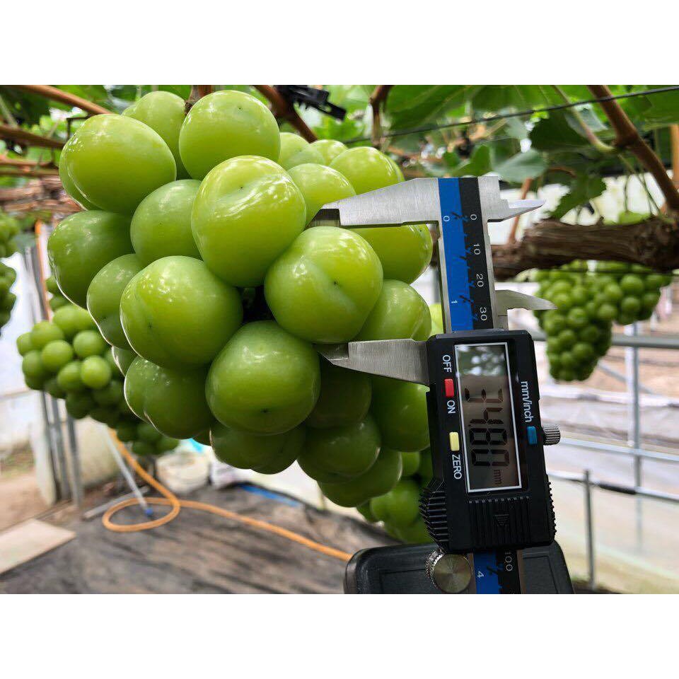 Cây Nho Mẫu Đơn Nhật Shine Muscat ( giống đã thuần )