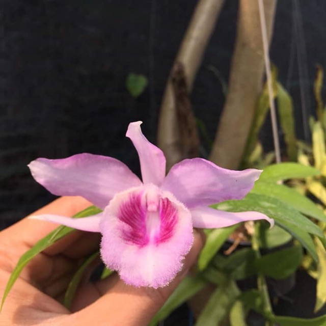 Lan Phi điệp 5 CÁNH TRẮNG HỒNG MẮT NGỌC