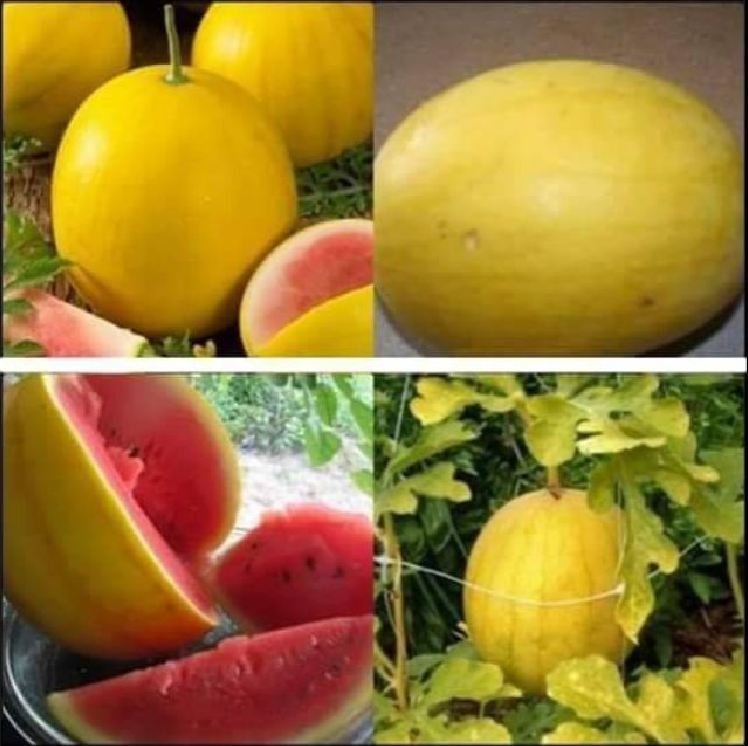 Hạt giống dưa hấu vỏ vàng ruột đỏ đài loan - gói 10 hạt