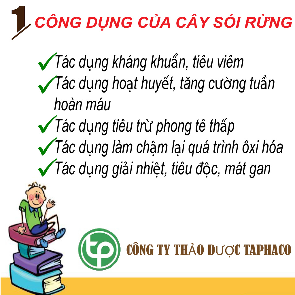 [Hàng mới về] Cây sói rừng khô túi lớn loại 1kg - tấn phát - Hỗ trợ thanh nhiệt và giải độc