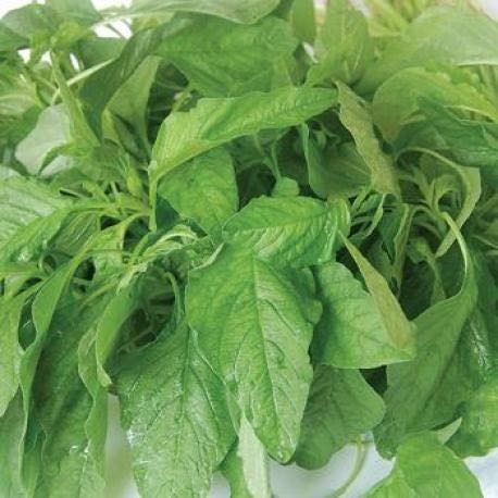 Hạt Giống Rau Dền Xanh Lá Liễu