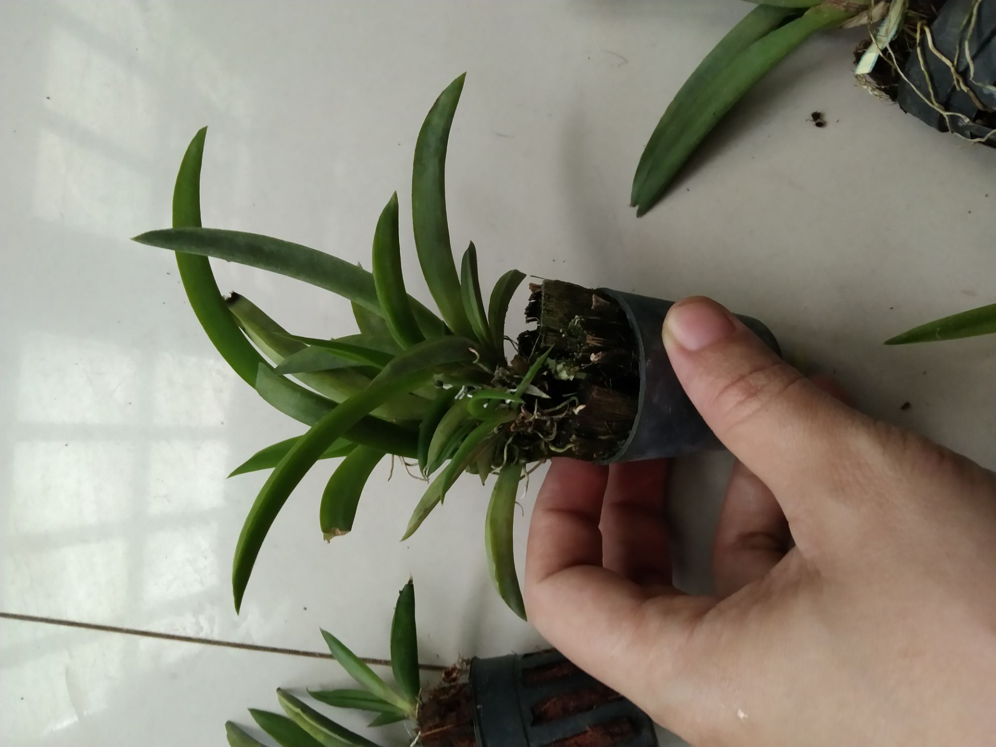 Hoa lan vũ nữ bút chì giống đủ màu