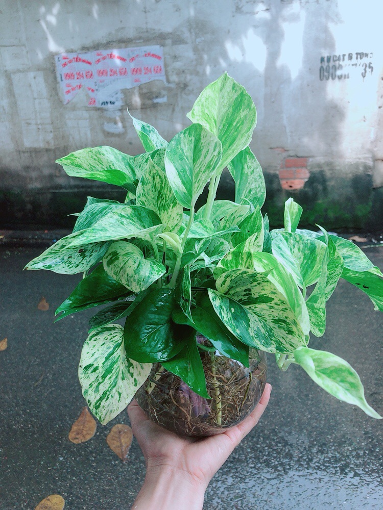 Chậu Trầu Bà Sữa Trồng Thuỷ Sinh