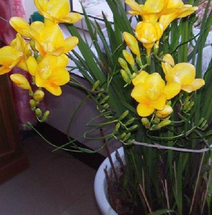 Củ giống hoa lan nam phi hoa màu vàng ( 1 củ kèm 1 viên nén ươm củ )