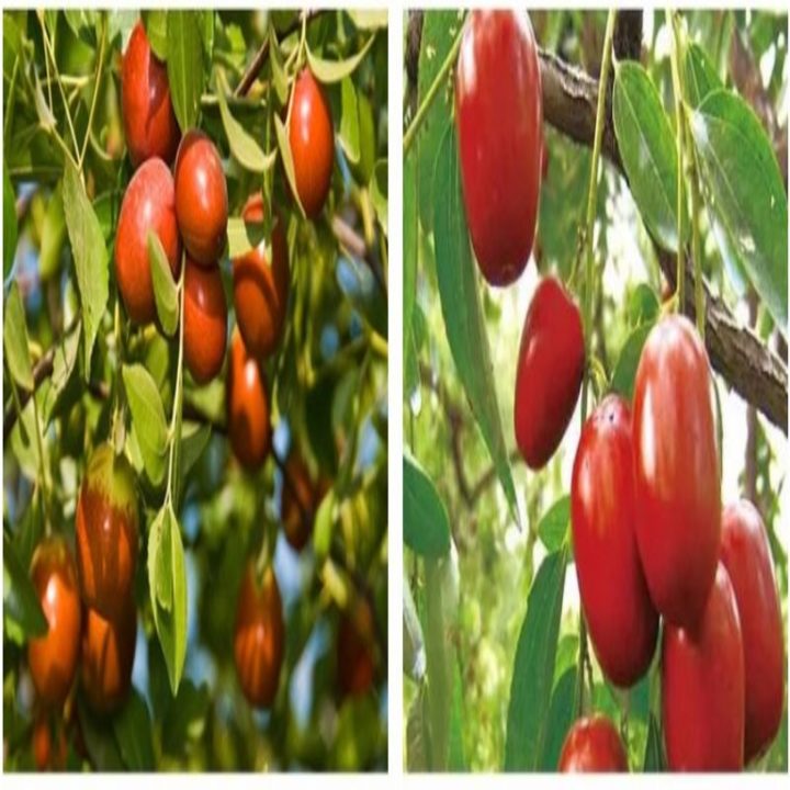 [Ho Chi Minh] Xinjiang Red Apple delicious 500 gram