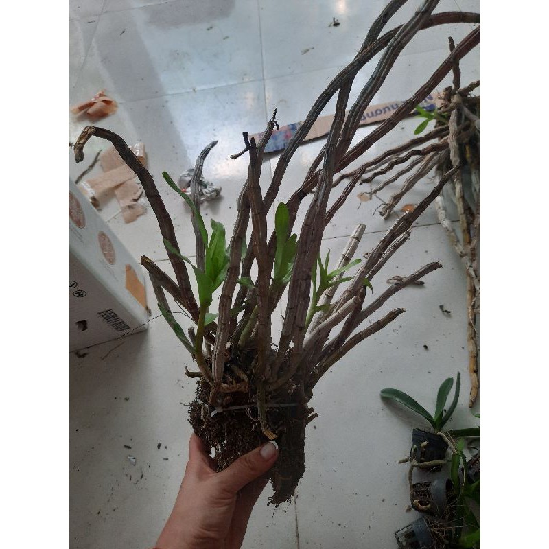 Lan rừng báo hỷ đã ghép gỗ.