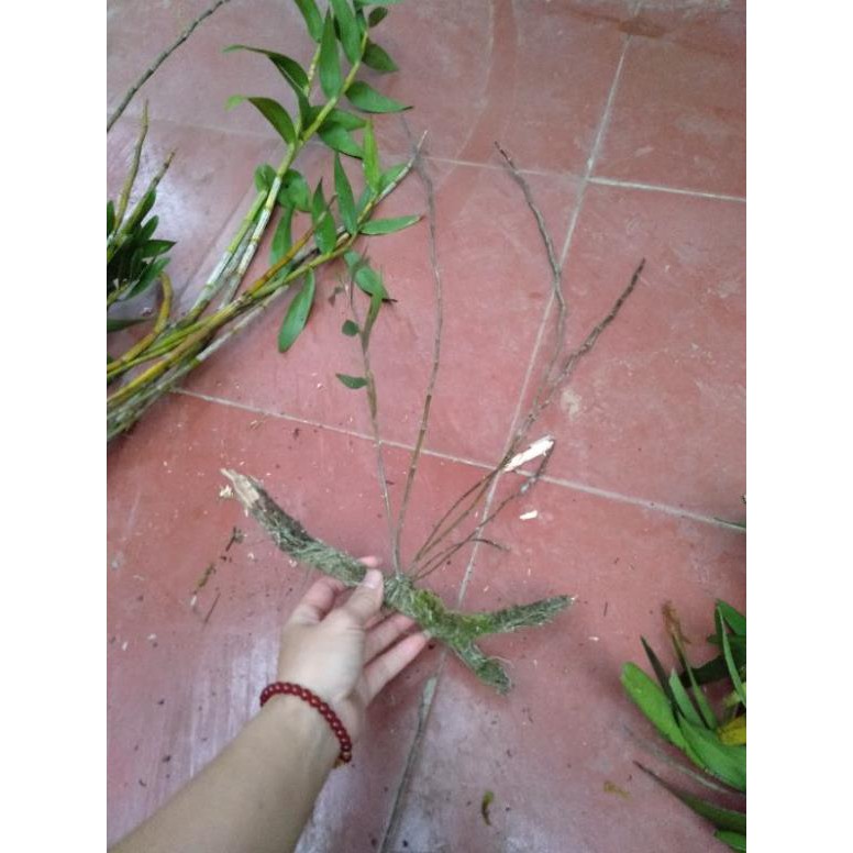 hoa phong lan hoàng thảo hương vani