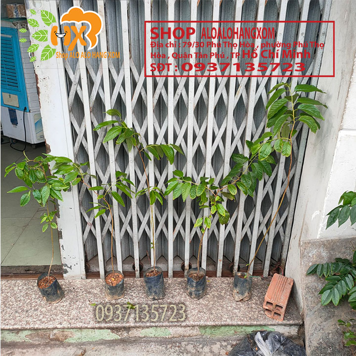 [HCM]combo 5 cây mai anh đào cây con [ cây giống ] .