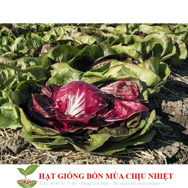 250A Xà Lách Cuộn Tím 50 Hạt