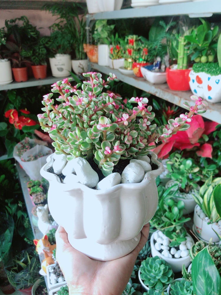 Chậu Cây Cành Vàng Lá Ngọc Thân Cổ Thụ