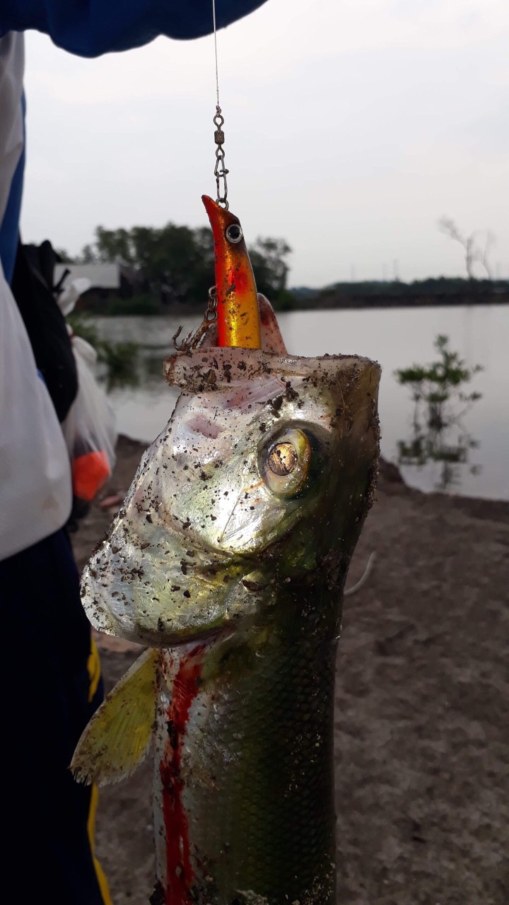 CÁ GIẢ CÂU CÁ TARGET FULL LƯỠI BKK