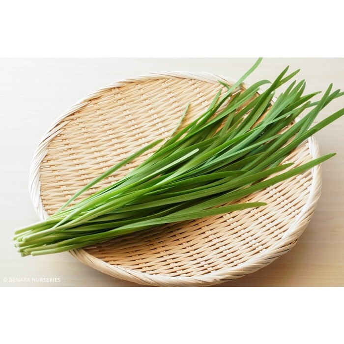 Hạt giống rd hẹ lá rado 83 gói 1gr