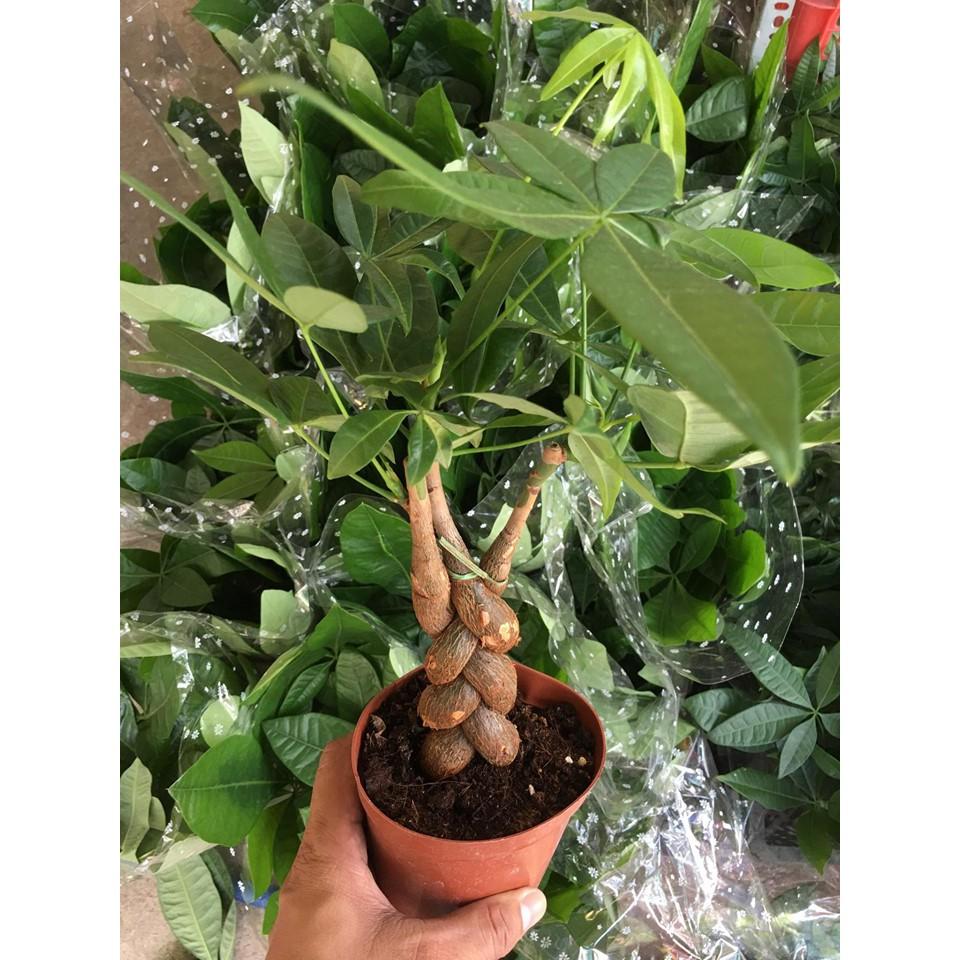 Kim Ngân Thắt Bím - Cây Phong Thủy - Cây thân dẻo có thể uốn nắn, sống được trong bóng râm. Thay nước cho cây cách tuần 1 lần