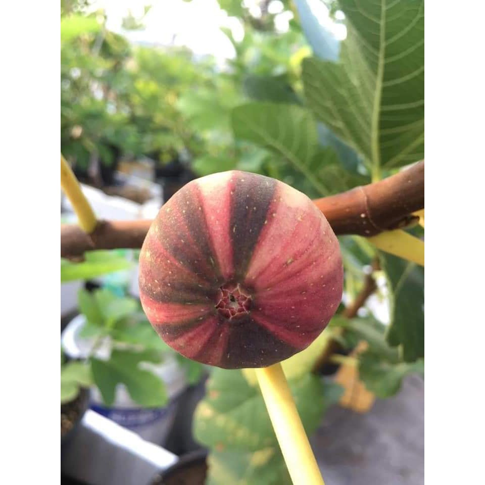 CÂY SUNG MỸ TRÁI VẰN ( CHUẨN GIỐNG)