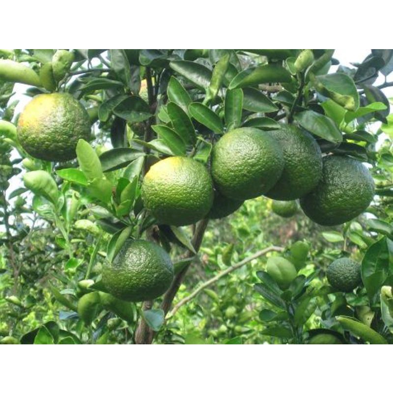 CÂY GIỐNG CAM SÀNH SIÊU SỚM (cây giống siêu sớm có bảo hành )