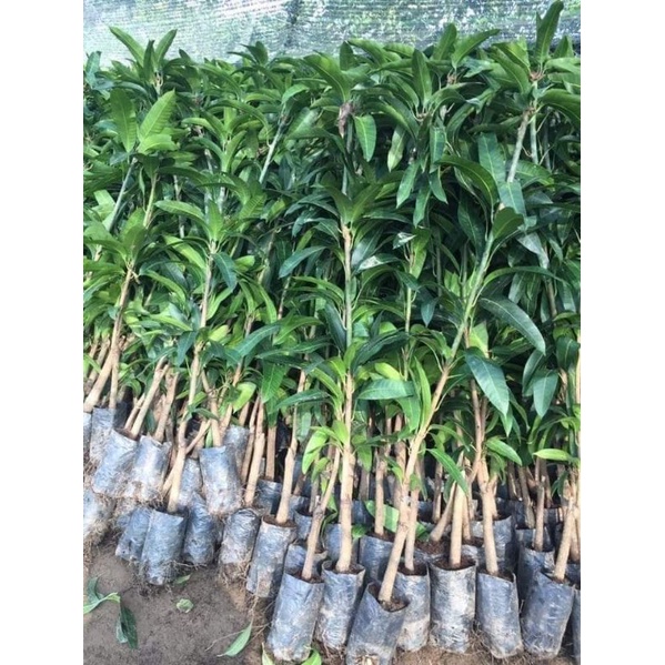 Cây giống xoài không hạt siêu sớm