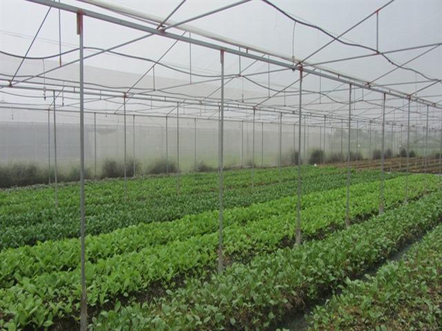 Gói 20g hạt giống cải bẹ vàng