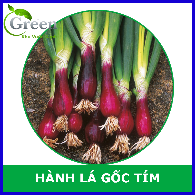 Hạt Giống Hành Lá Gốc Tím (Gói 2 gam ~ 300 hạt) Sinh Trưởng Mạnh, Cho Thu Hoạch Kéo Dài