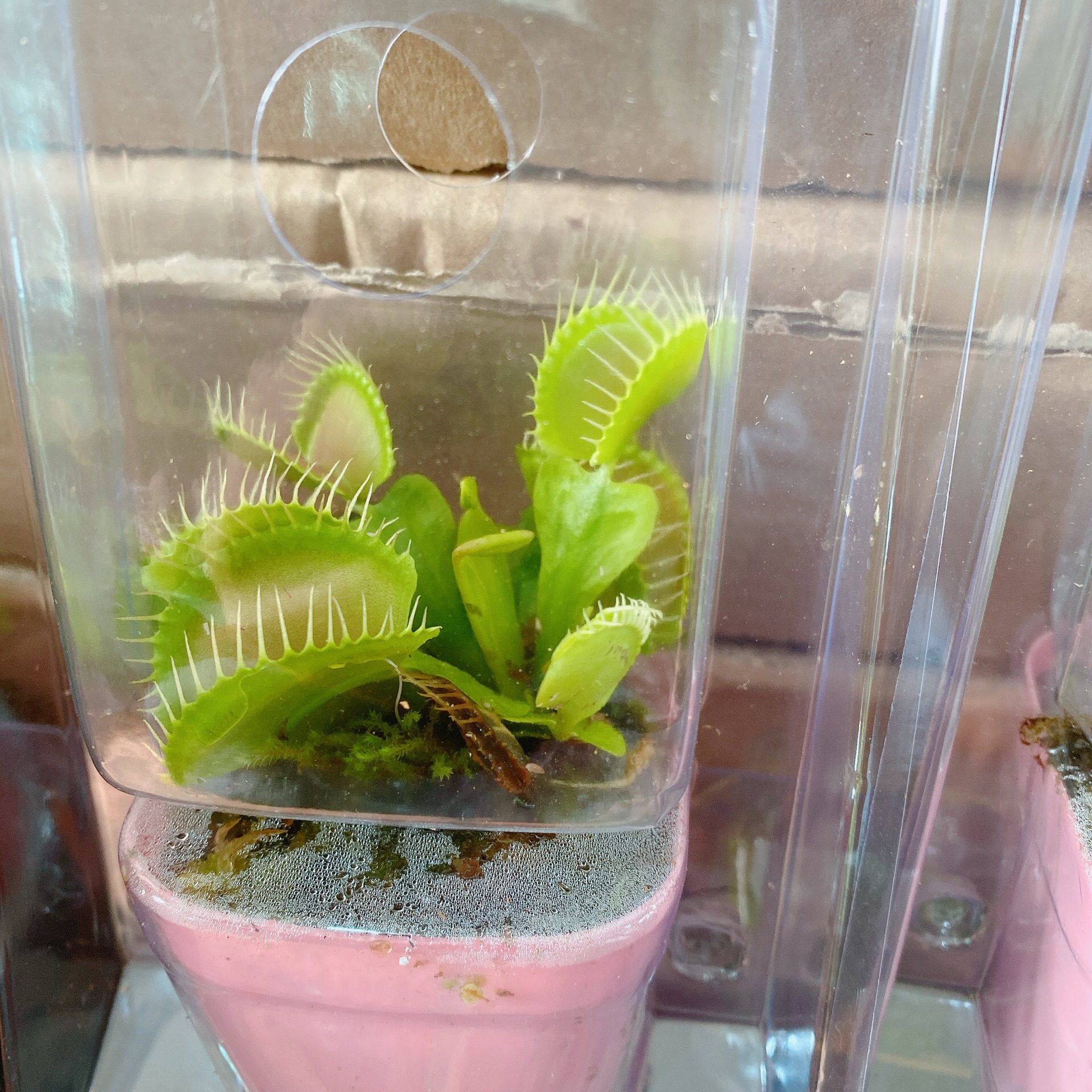 Cây bắt mồi
