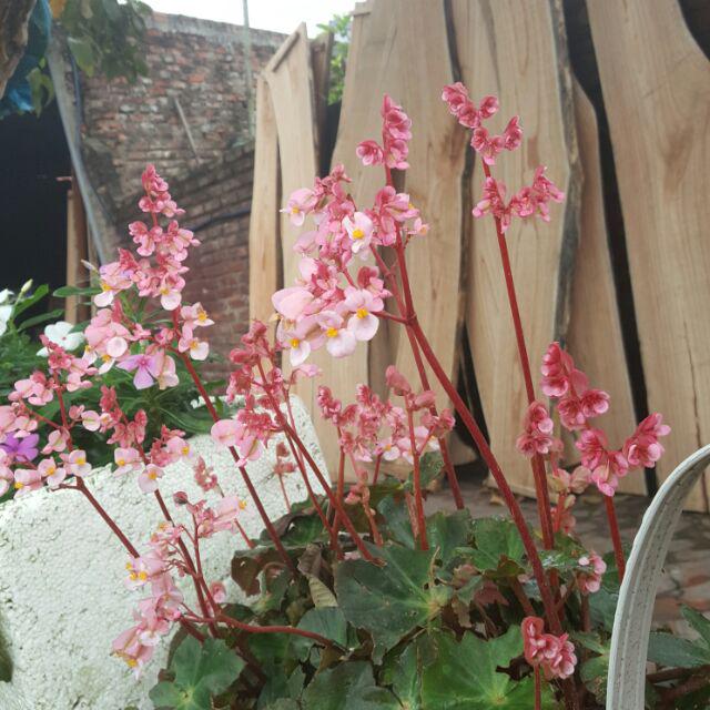 Hoa sen cạn (cây con)