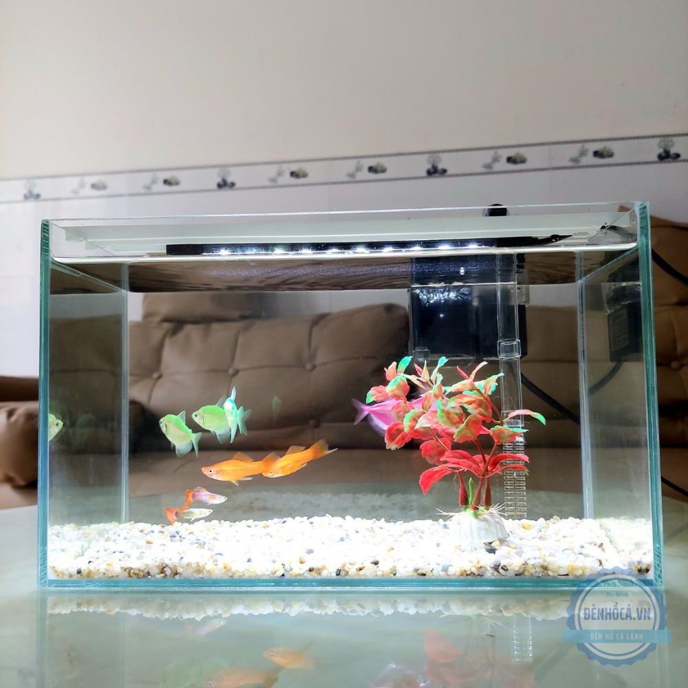 Bể cá mini 30cm COMBO đầy đủ phụ kiện