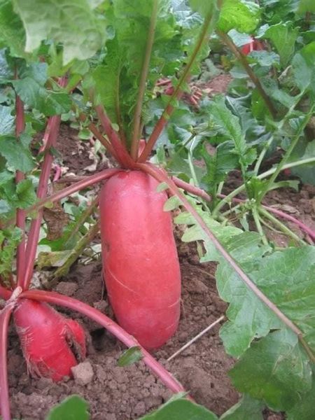 Hạt giống củ cải đỏ dài gói 100 hạt