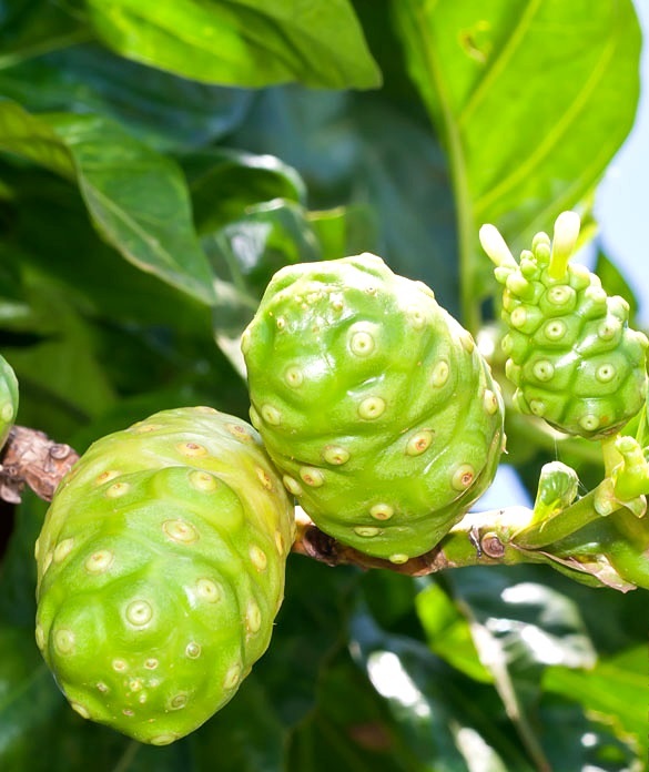 30 HẠT GIỐNG CÂY NHÀU (CÂY NHÀO)