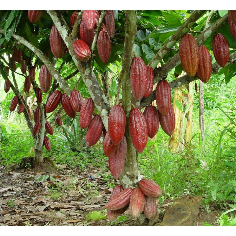 CÂY CACAO GIỐNG CHO TRÁI SỚM (cây tốt)