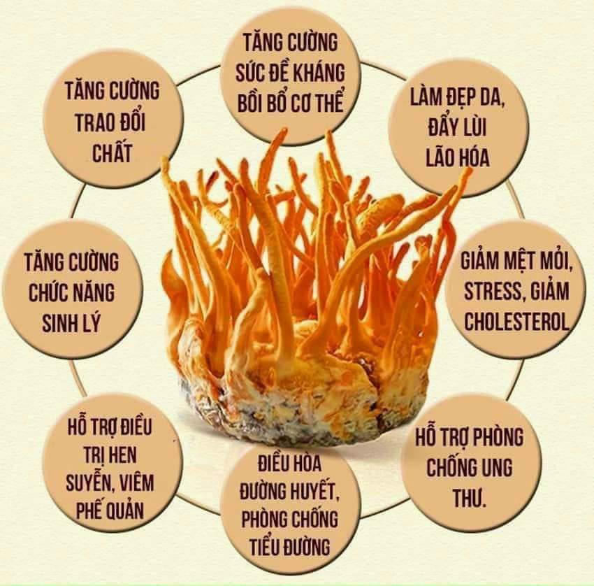 Combo 1 kg hoa đông trùng hạ thảo