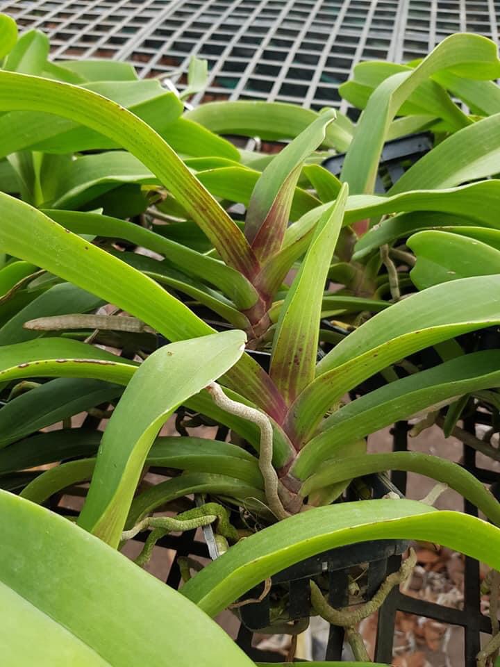 Hoa lan ngọc điểm cây trưởng thành