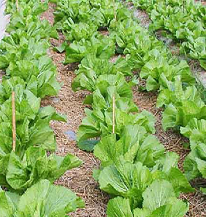 COMBO 2 gói hạt giống cải bẹ dưa TẶNG 1 phân bón
