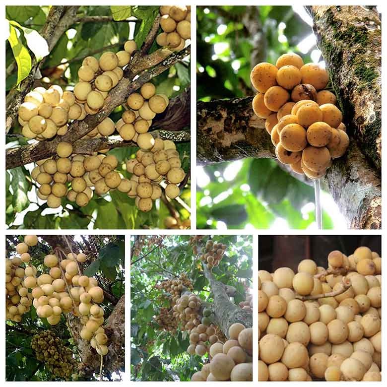 CÂY GIỐNG BÒN BON THÁI - DÂU DA ĐẤT ( ĐỎ VÀ VÀNG ) SAI TRĨU QUẢ