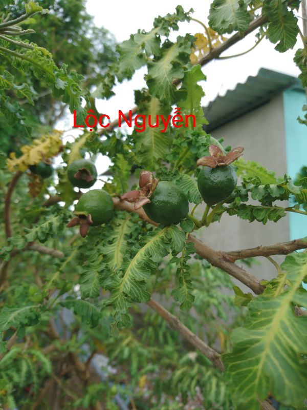 Cây ổi đuôi phụng
