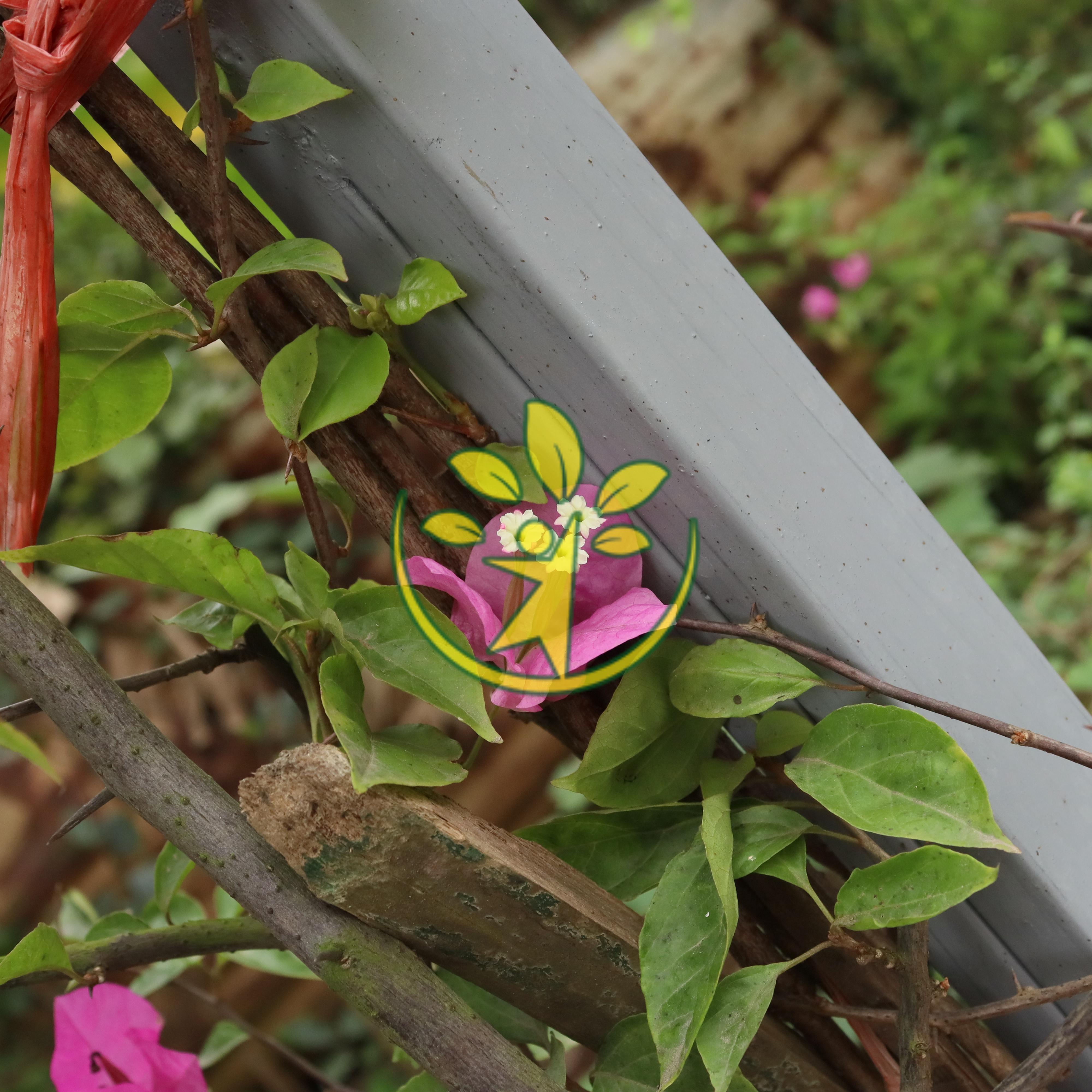 Chậu cây hoa giấy cao 70 - 80 cm chuẩn hàng